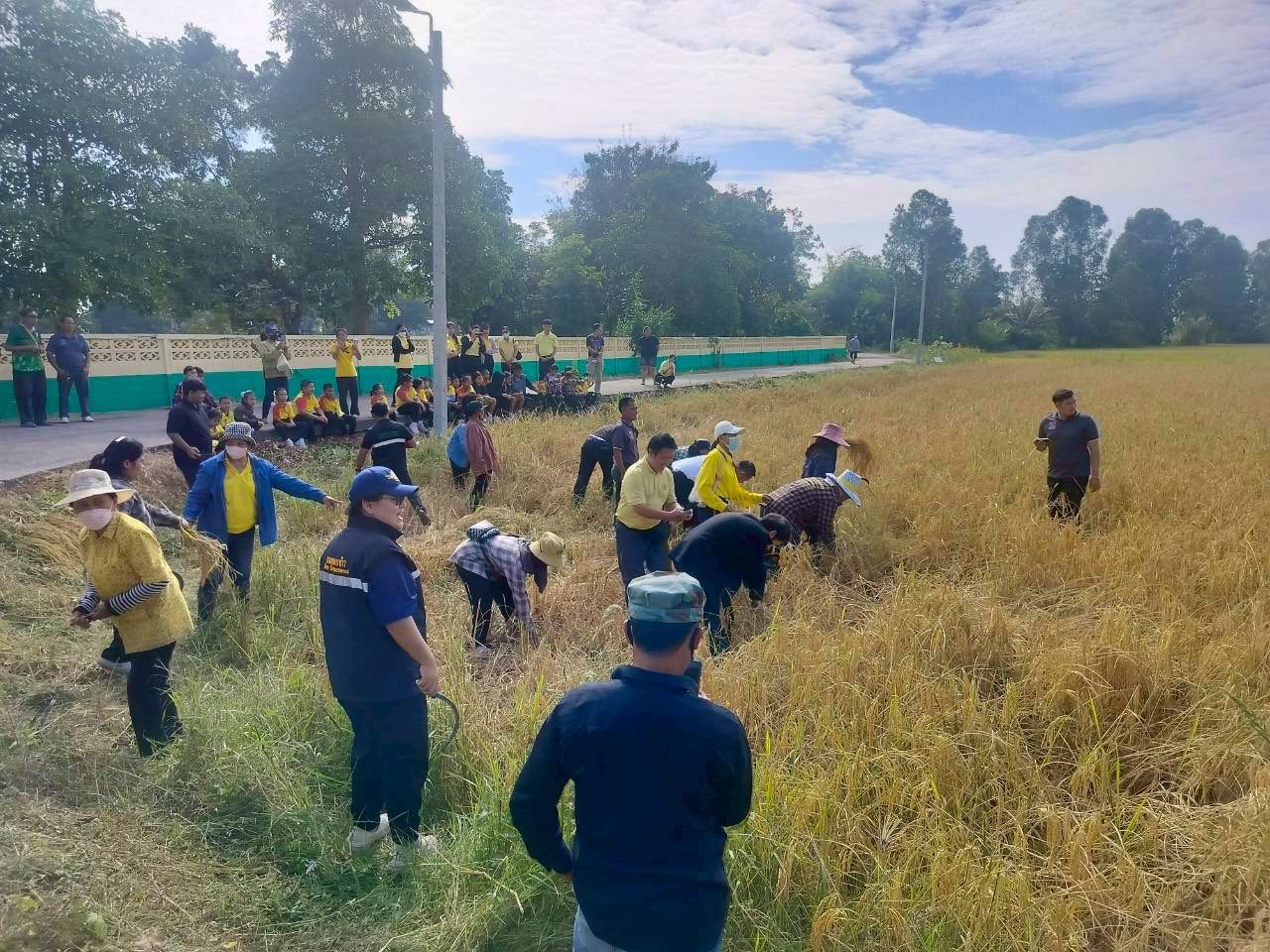นายอำเภอเมืองเพชรบุรี ร่วมกับส่วนราชการ และเกษตรกร ร่วมเกี่ยวข้าว กิจกรรมน้อมรำลึกวันคล้ายวันพระบรมราชสมภพ พระบาทสมเด็จพระบรมชนกาธิเบศร มหาภูมิพลอดุลยเดชมหาราช บรมนาถบพิตร วันชาติ และวันพ่อแห่งชาติ